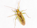 Orthotylus bilineatus